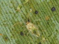 image0010  Nymph of banana lacewing bug