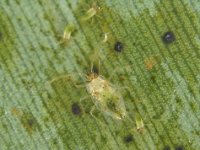 image0011  Nymph of banana lacewing bug