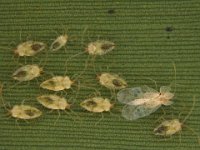 image0022  Lacewing bug colony on banana leaf