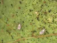 image0055  Nymphs of Stethoconus praefectus, a predator of banana lacewing bug