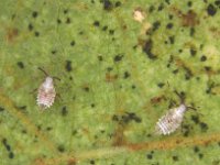 image0056  Nymphs of Stethoconus praefectus, a predator of banana lacewing bug