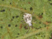 image0058  Nymph of Stethoconus praefectus, a predator of banana lacewing bug