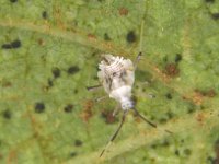 image0059  Nymph of Stethoconus praefectus, a predator of banana lacewing bug