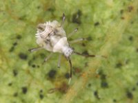 image0060  Nymph of Stethoconus praefectus, a predator of banana lacewing bug