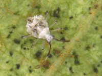 image0061  Nymph of Stethoconus praefectus, a predator of banana lacewing bug