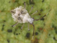 image0062  Nymph of Stethoconus praefectus, a predator of banana lacewing bug