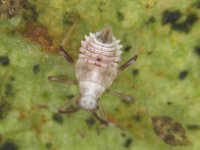 image0063  Nymph of Stethoconus praefectus, a predator of banana lacewing bug