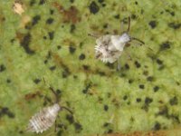 image0064  Nymphs of Stethoconus praefectus, a predator of banana lacewing bug