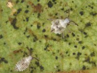 image0065  Nymphs of Stethoconus praefectus, a predator of banana lacewing bug