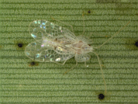 lacewingbugs (2)  Adult of banana lacewing bug