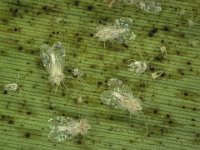 seqqe  Lacewing adults on banana leaf