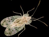 stephanitis  Adult lacewing bug