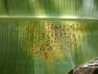 DSC03012  Upper surface of banana leaf showing symptom of damage caused by banana scales