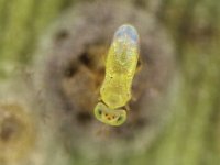 aphytis (14)  Aphytis sp., a common aphelinid parasitoid of banana scale