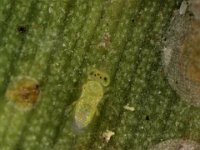 aphytis (3)  Aphytis sp., a common aphelinid parasitoid of banana scale