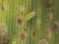 aphytis (4)  Aphytis sp., a common aphelinid parasitoid of banana scale