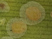 aspidiotus (1)  Scales on banana