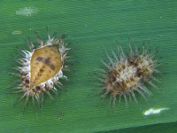 chilocorus  Larva and pupa of Chilocorus nigrita, an effective predator of banana scales