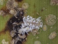 coccinellid  Larva of Sasajiscymnus dwipakalpa (Coccinellidae) feeding on banana scale