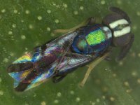 comperiella  Adult of Comperiella sp. nr. bifasciata, an encyrtid parasitoid of banana scale