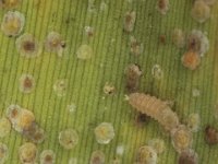 cybocephalus (4)  Larva of Cybocephalus sp. (Nitidulidae) feeding on banana scale