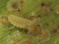 cybocephalus (6)  Larva of Cybocephalus sp. (Nitidulidae) feeding on banana scale