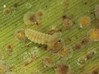 cybocephalus (7)  Larva of Cybocephalus sp. (Nitidulidae) feeding on banana scale