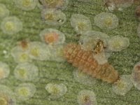 cybocephalus (8)  Larva of Cybocephalus sp. (Nitidulidae) feeding on banana scale