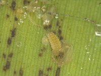 image0163  Larva of Cybocephalus sp. (Nitidulidae) feeding on banana scale