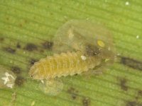 image0164  Larva of Cybocephalus sp. (Nitidulidae) feeding on banana scale