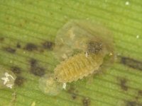 image0165  Larva of Cybocephalus sp. (Nitidulidae) feeding on banana scale