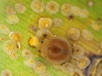 jau-banana  Jauravia sp. (Coccinellidae) feeding on banana scale