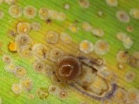 jau  Jauravia sp. (Coccinellidae) feeding on banana scale