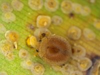 jauraviab  Jauravia sp. (Coccinellidae) feeding on banana scale