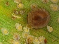 jauraviac  Jauravia sp. (Coccinellidae) feeding on banana scale