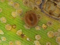 jaure  Jauravia sp. (Coccinellidae) feeding on banana scale