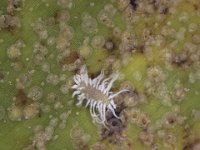 sasajiscymnus (1)  Larva of Sasajiscymnus dwipakalpa (Coccinellidae) feeding on banana scale