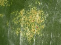 scale-damage  Upper surface of banana leaf showing symptom of damage caused by banana scales