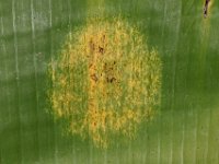 scale-damage1  Upper surface of banana leaf showing symptom of damage caused by banana scales