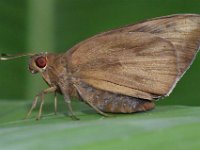 Adult-female2  Adult female of Erionota torus