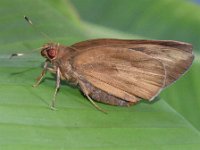 Adult-female4  Adult female of Erionota torus