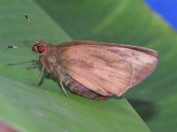 Adult-female5  Female butterfly