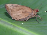 Adult-female6  Adult of Erionota torus (female)