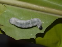 DSC 0027  Larva of Erionota torus