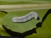 DSC 0028  Larva of Erionota torus