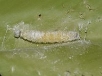 DSC 0034  Larva of Erionotat torus