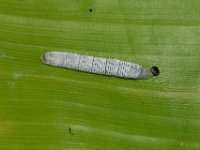 DSC 0035  Larva of Erionota torus