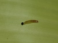 DSC 0037  Early stage larva