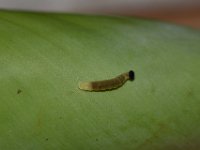 DSC 0039  Early stage larva