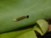 DSC 0040  Larva of Erionota torus